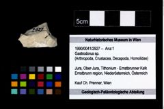 Foto (Objekt + Etikett) von Gastrodorus sp.  (NHMW-GEO-1990-0041-2927)